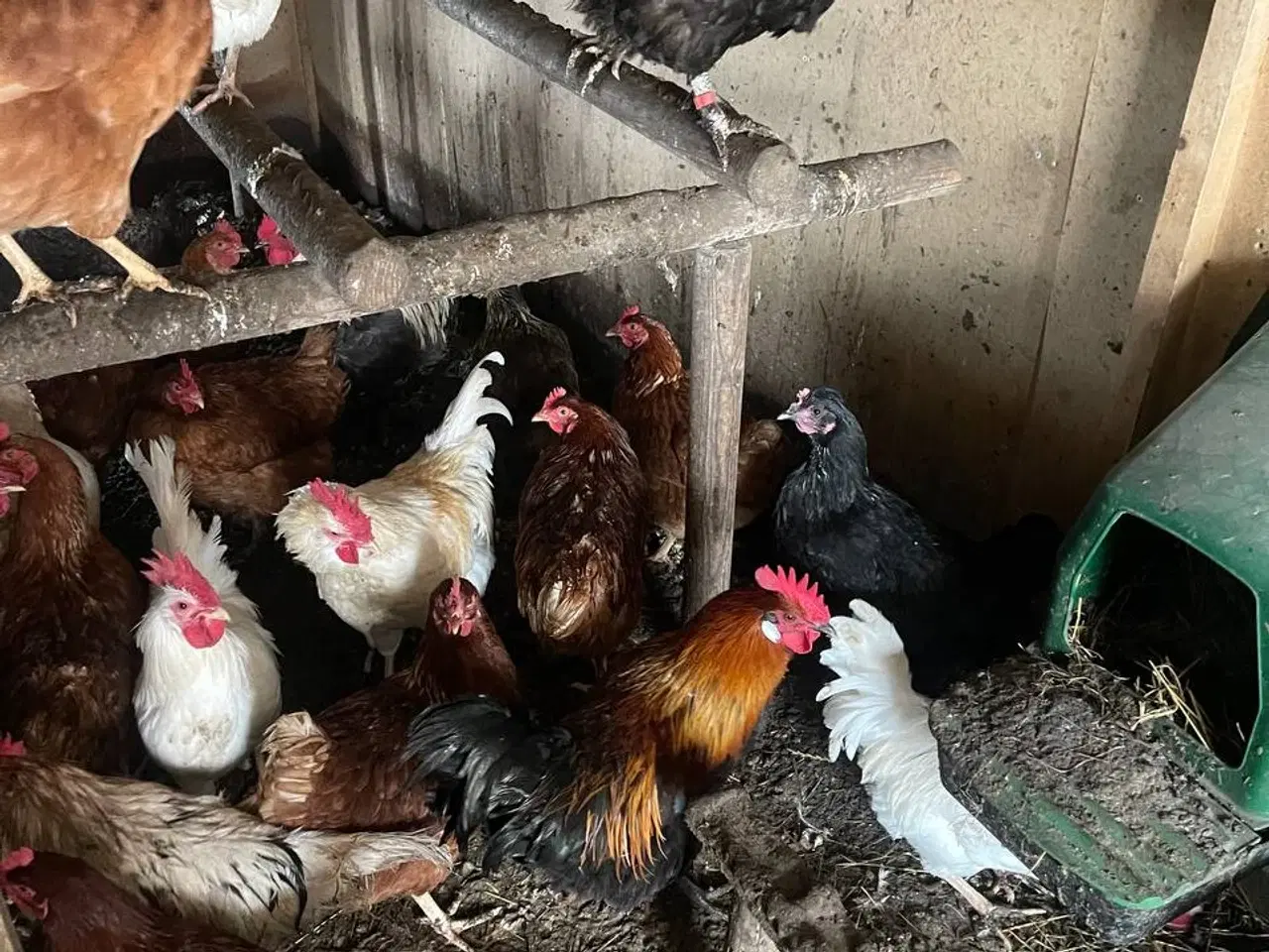 Billede 18 - En ung hane og tre i Zone 6818 er til salg.