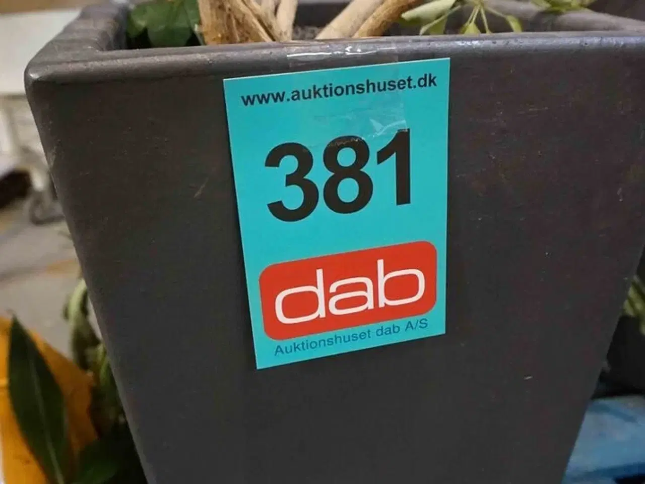 Billede 4 - 3 krukker med blomster (MOMSFRI)