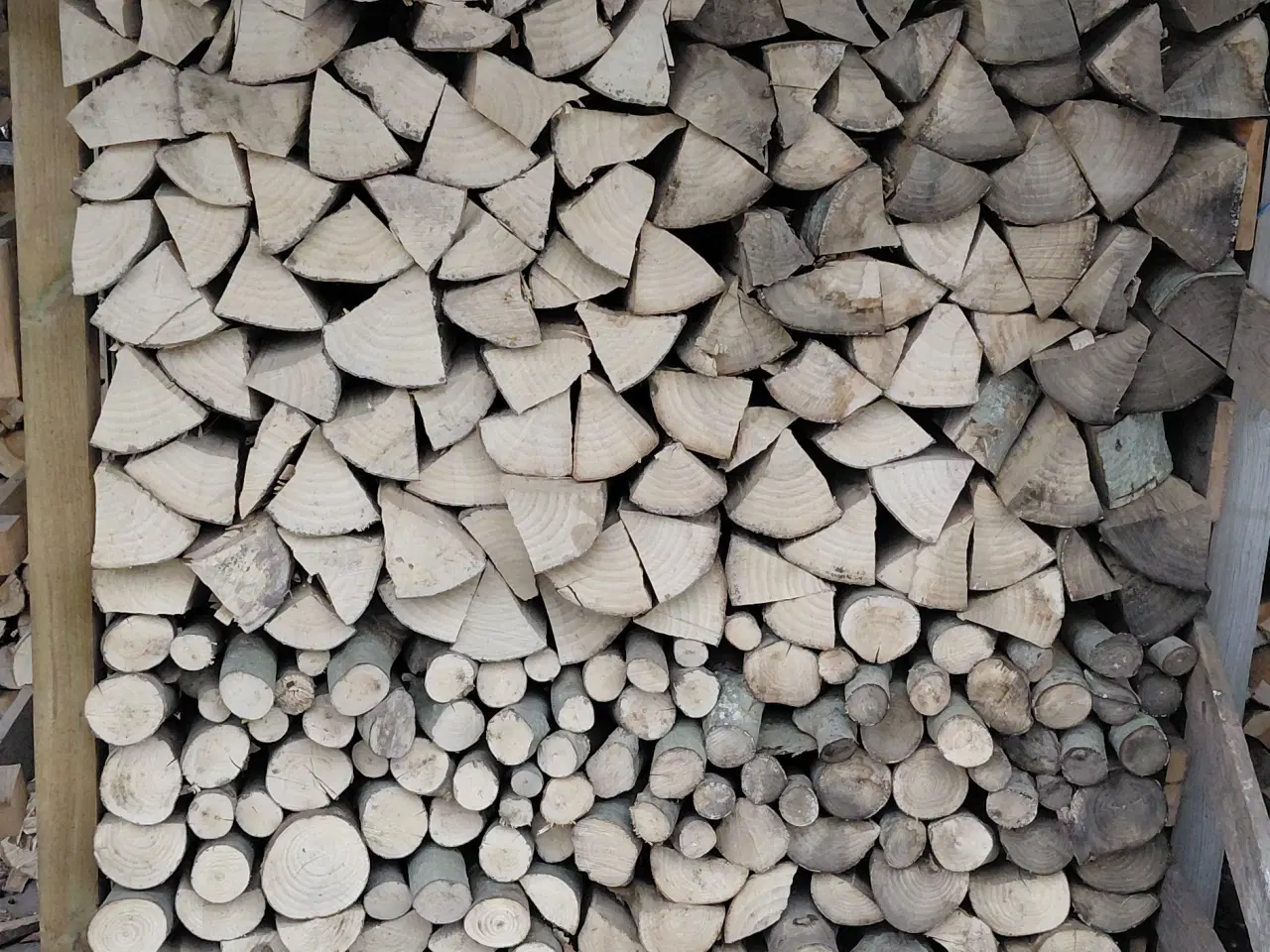 Billede 1 - Ahorntræ, klar til 2026/2027