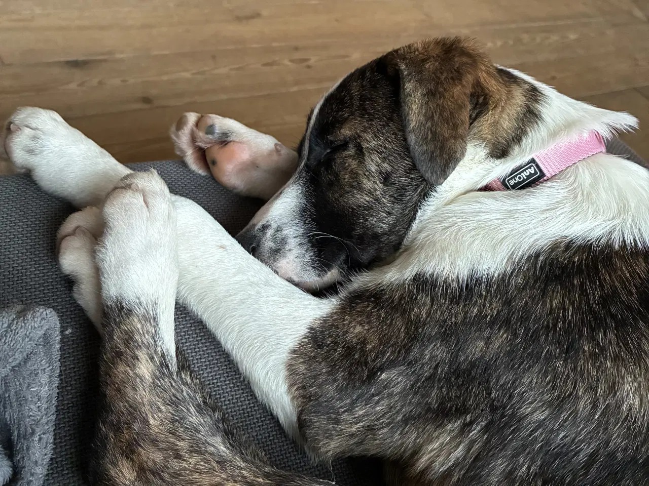 Billede 4 - Tora søger sin 4 ever familie.