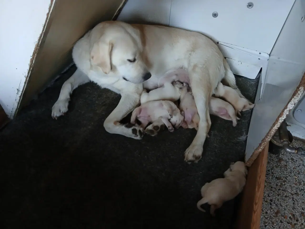 Billede 2 - Hvalpe gule Labrador