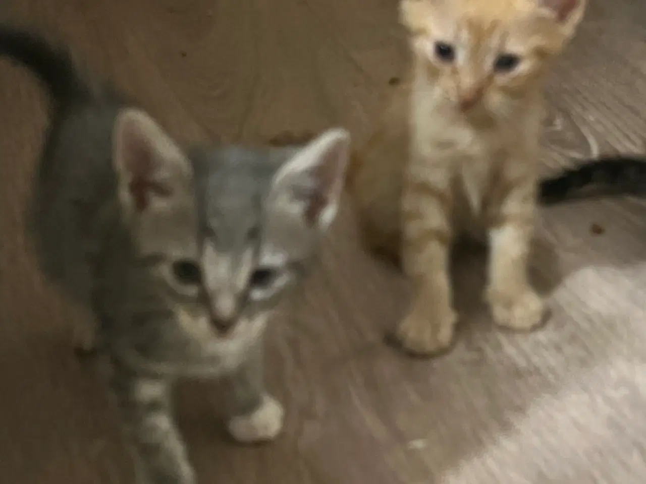 Billede 3 - Katte