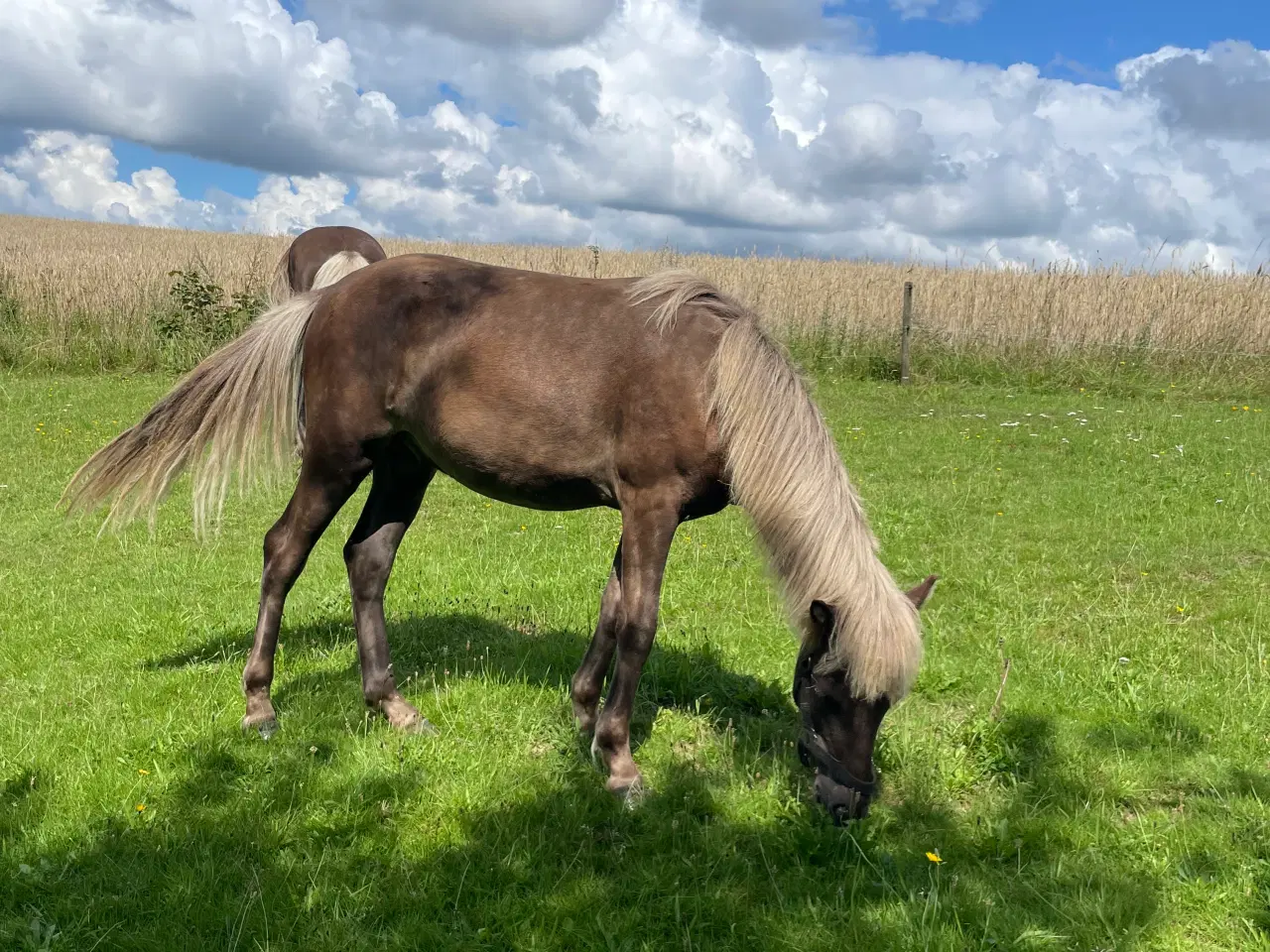 Billede 4 - Hrímfaxi frá Faurby