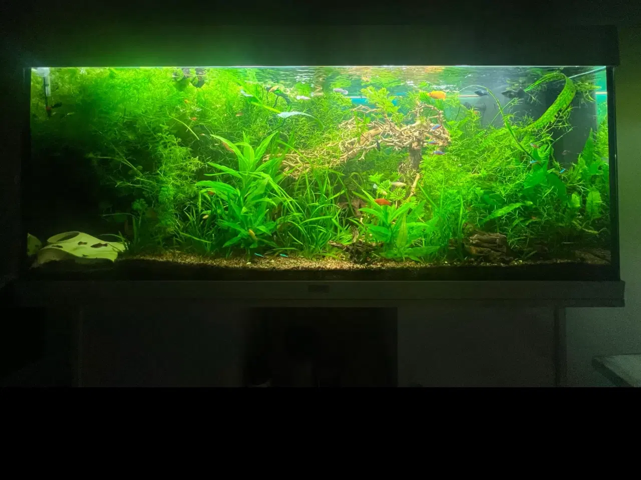 Billede 1 - Akvarie planter 1 pose fra 45 kr
