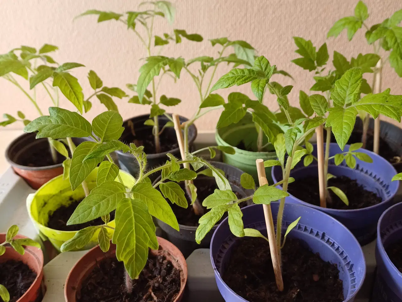 Billede 3 - Tomatplanter 7 sorter, peberfrugtplanter og vinter