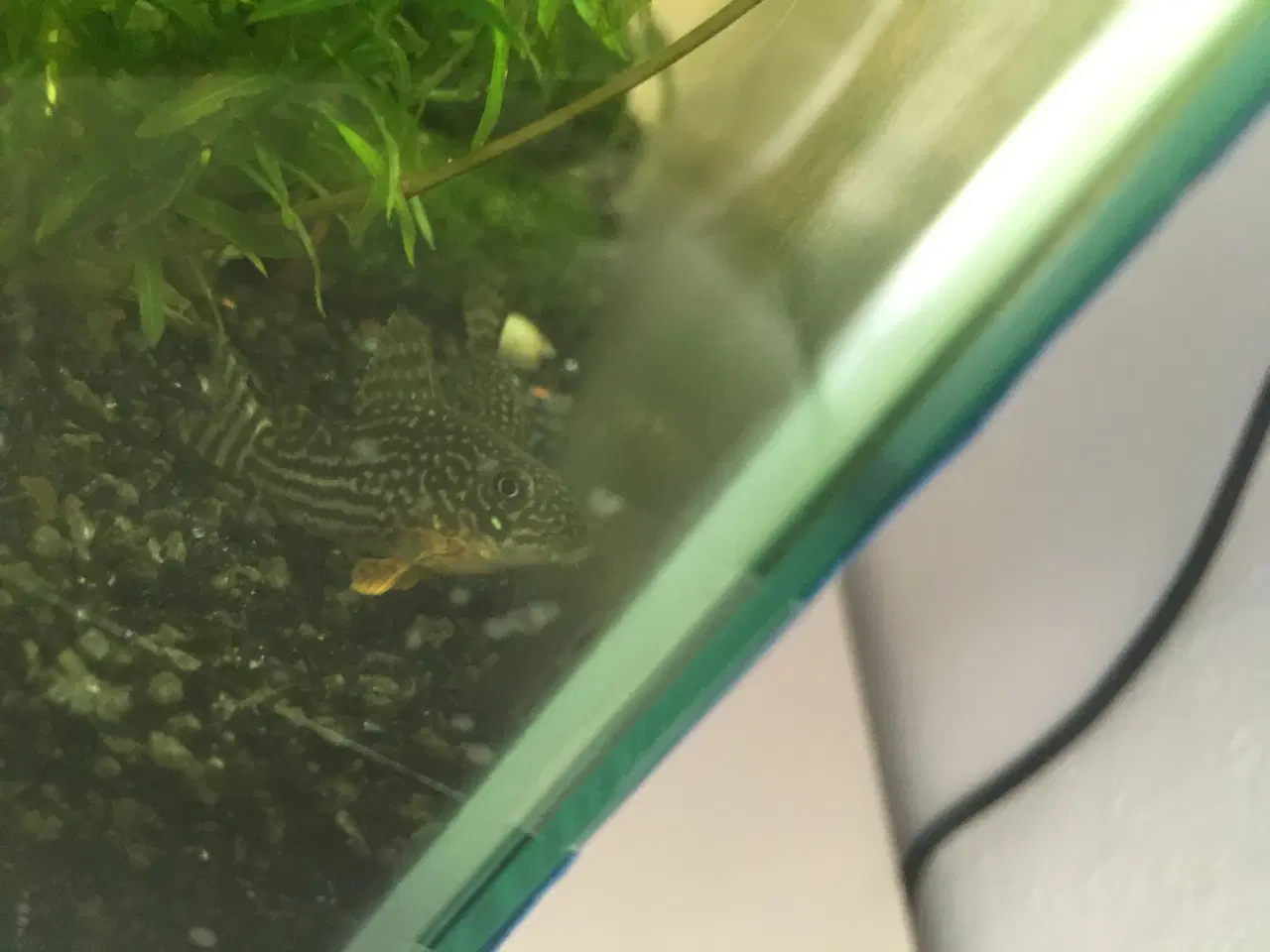 Billede 4 - Fint lille akvarium 