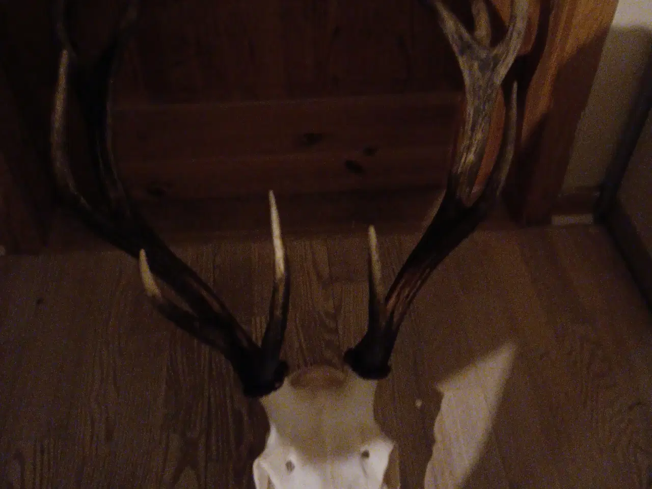 Billede 1 - Kronhjorte gevir