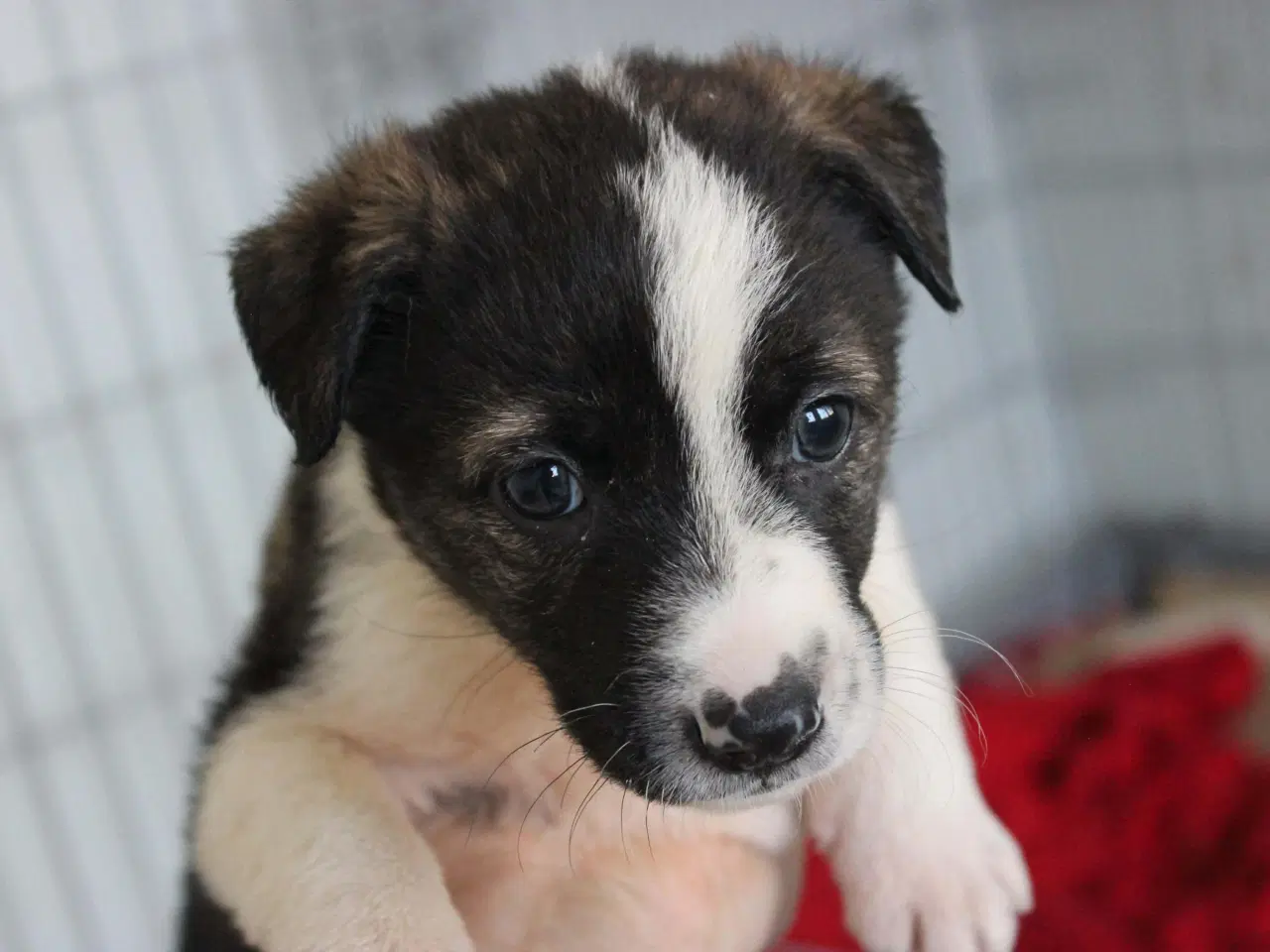 Billede 7 - Smukke Tora søger hjem 