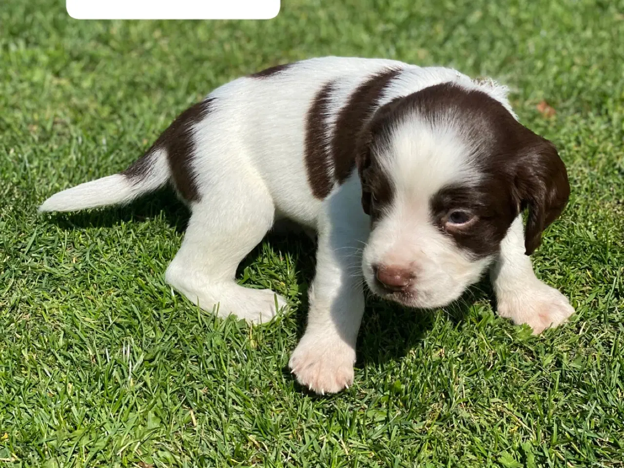 Billede 4 - FT Springer Spaniel hvalpe - klar til flyt 6 sep.