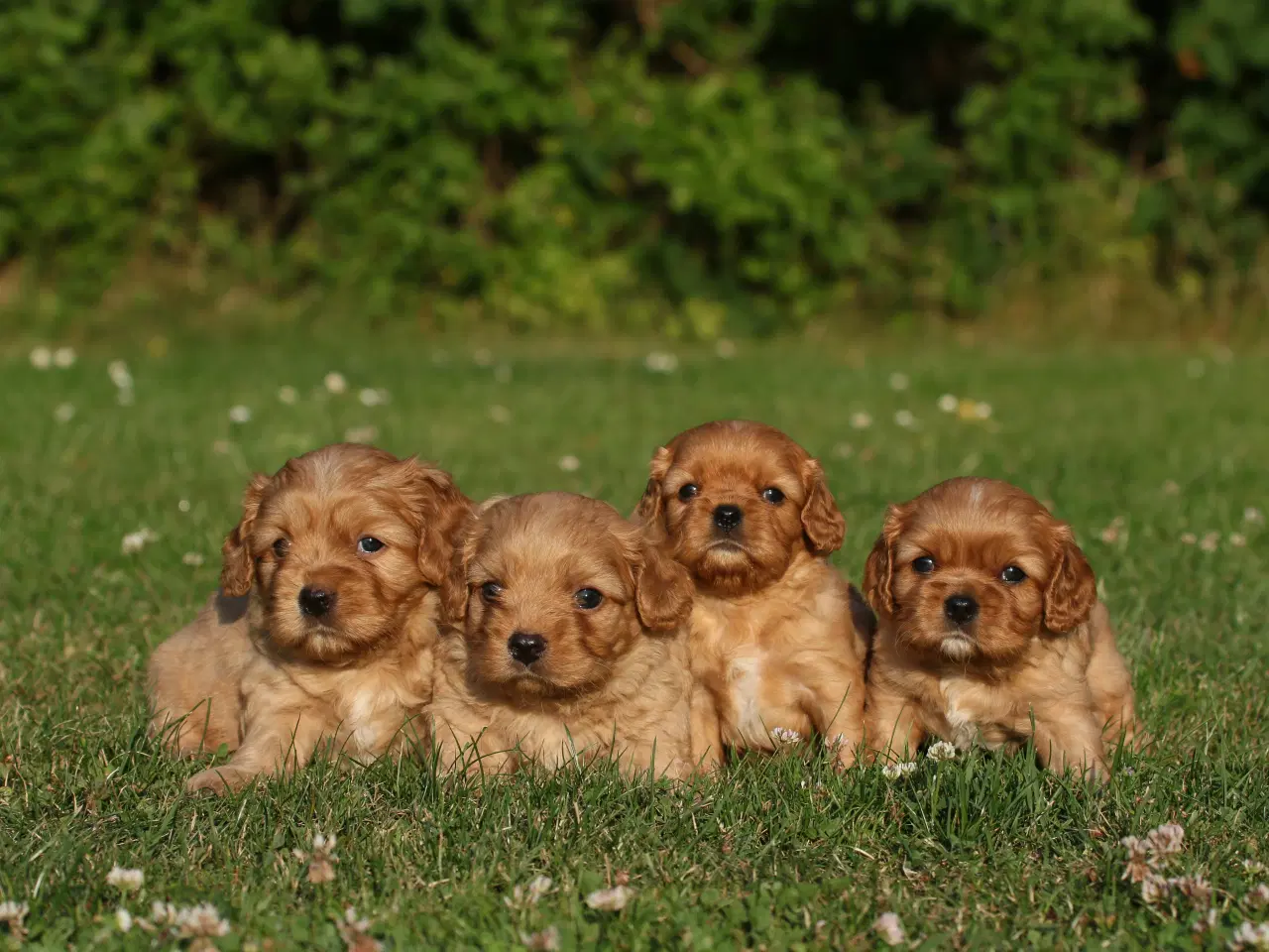 Billede 1 - cavalier king charles spaniel