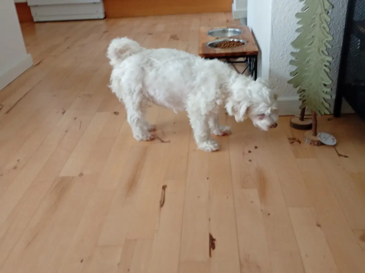 Billede 3 - Havanais/malteser hvalpe