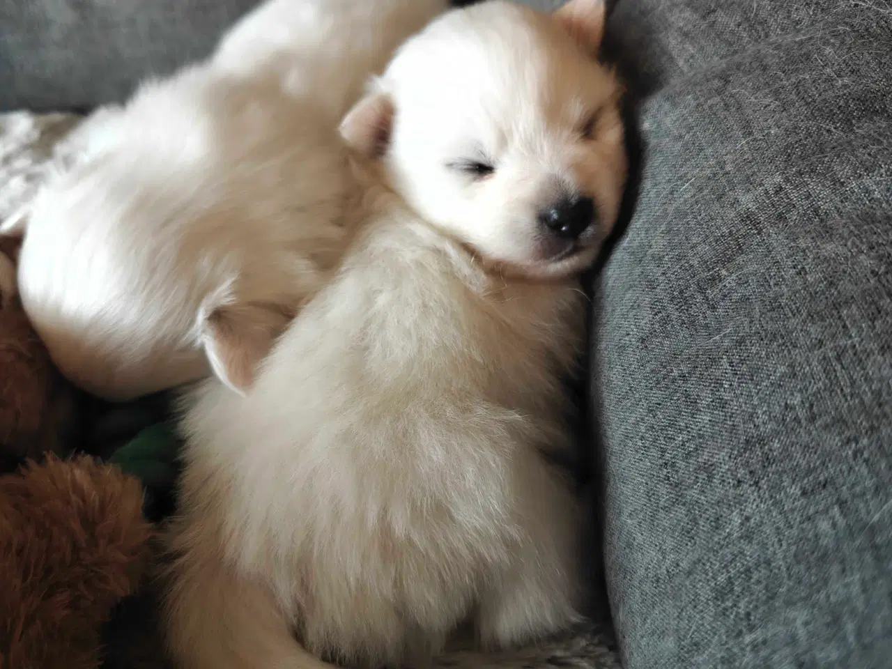 Billede 2 - Japansk spids hvalpe 