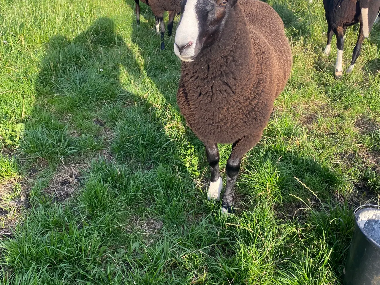 Billede 1 - Zwartbles vædderlam til salg 