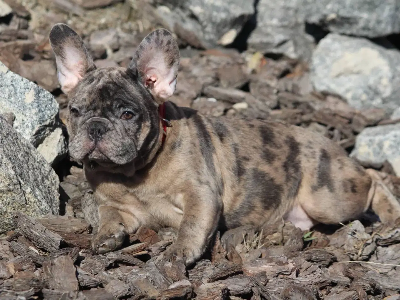 Billede 5 - Fransk bulldog hvalpe