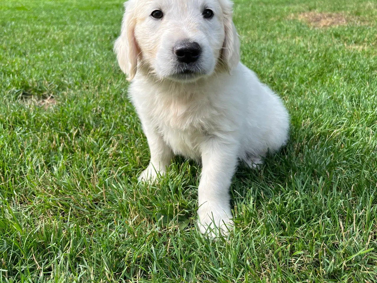 Billede 2 - Golden retriever hvalpe sælges