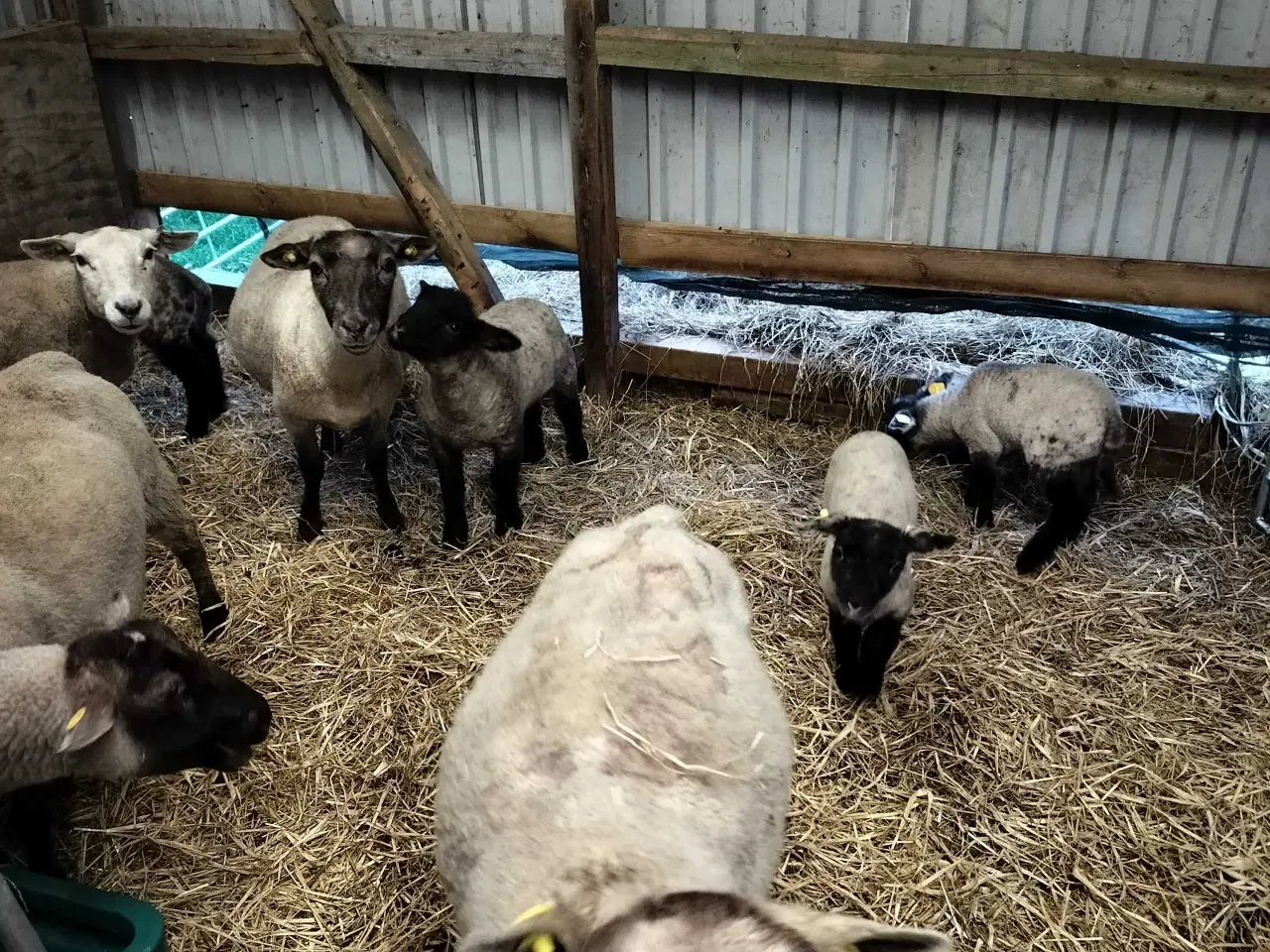 Billede 3 - Bufas søger nye kæreste 