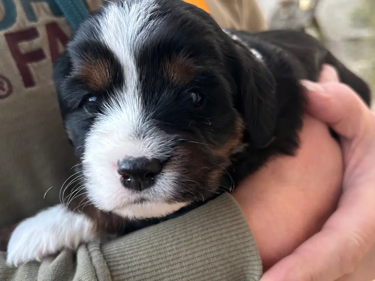 Billede 4 - Cavelier blanding 