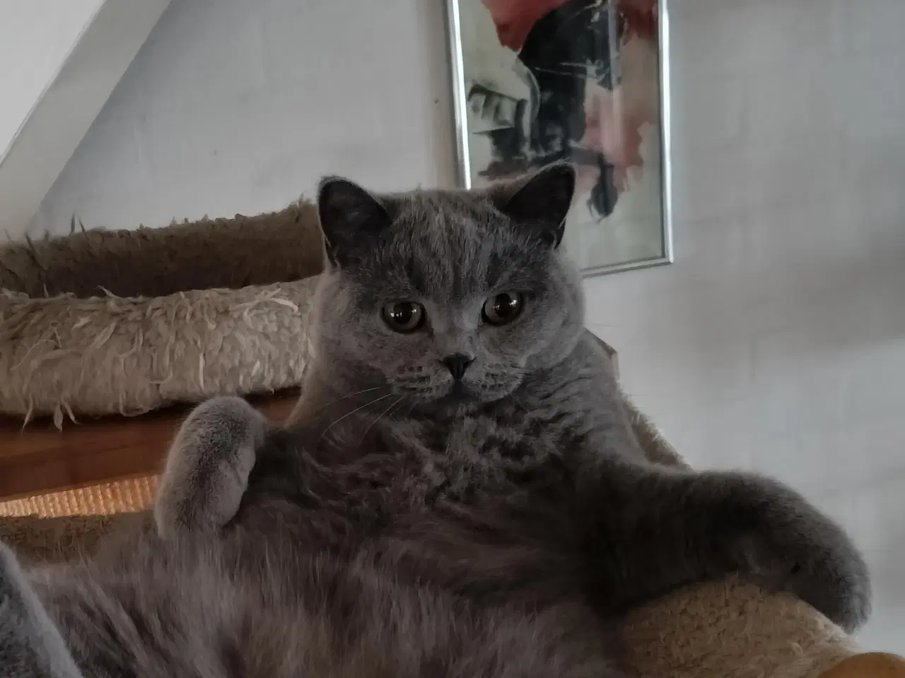 Billede 8 - British Shorthair Killinger 