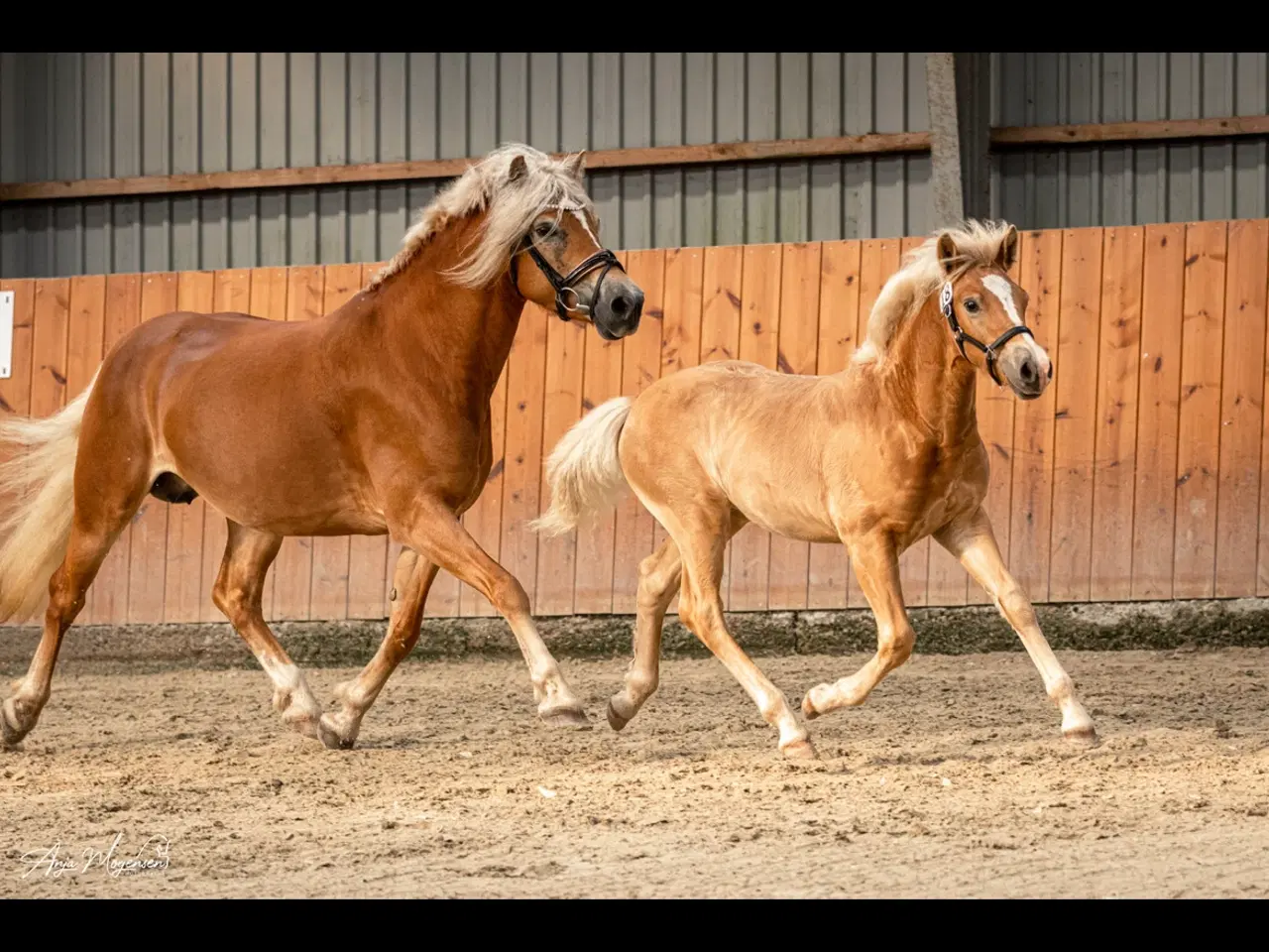 Billede 2 - Lækker haflinger føl 