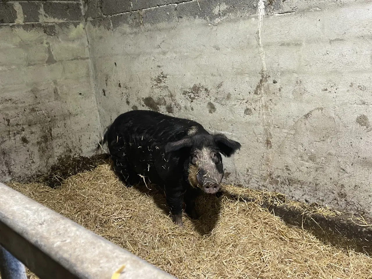 Billede 3 - Rigtig rar og meget stor orne