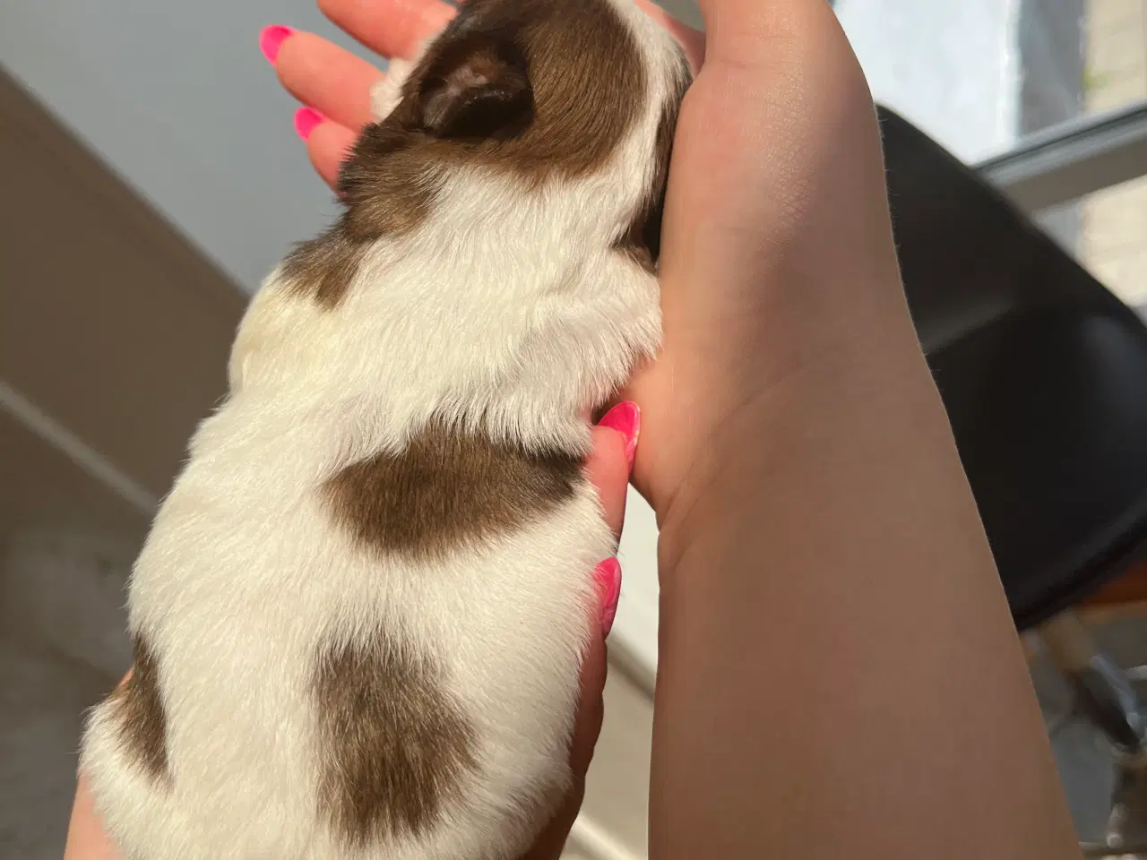 Billede 4 - Rene shih tzu hvalpe til salg 