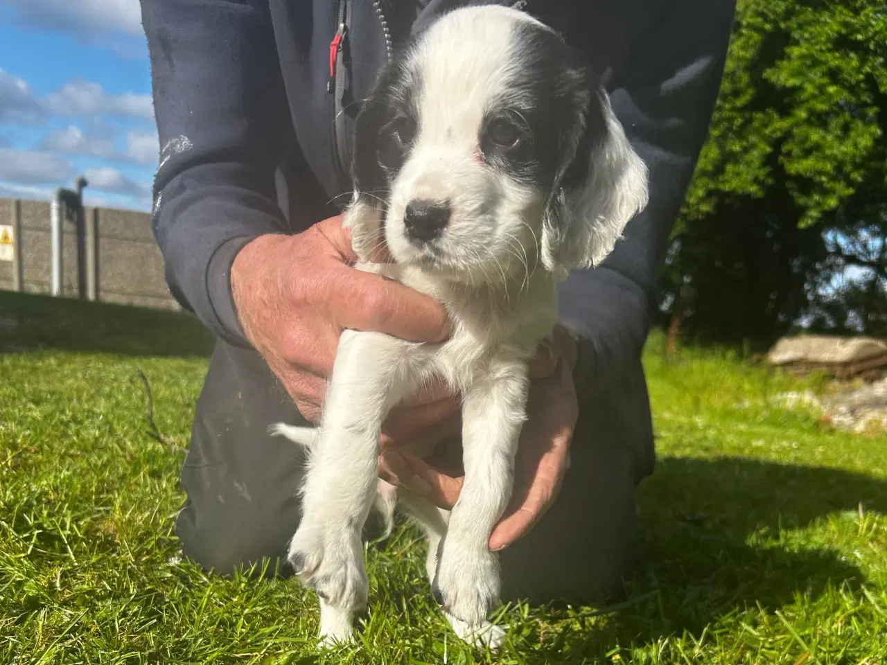 Billede 3 - FT Cocker spaniel