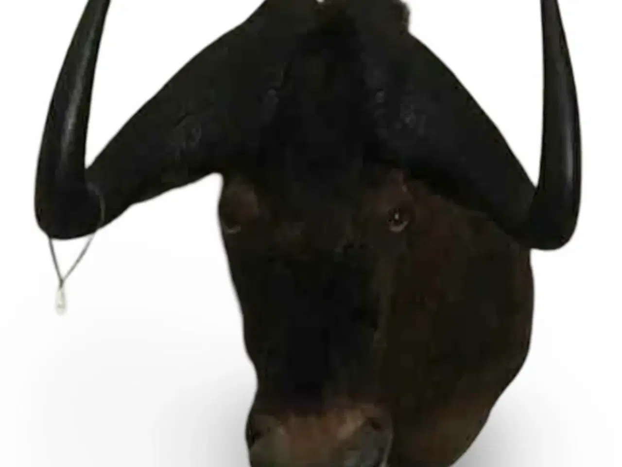 Billede 2 - Kudu og gnu, udstoppet, afrikanske dyr