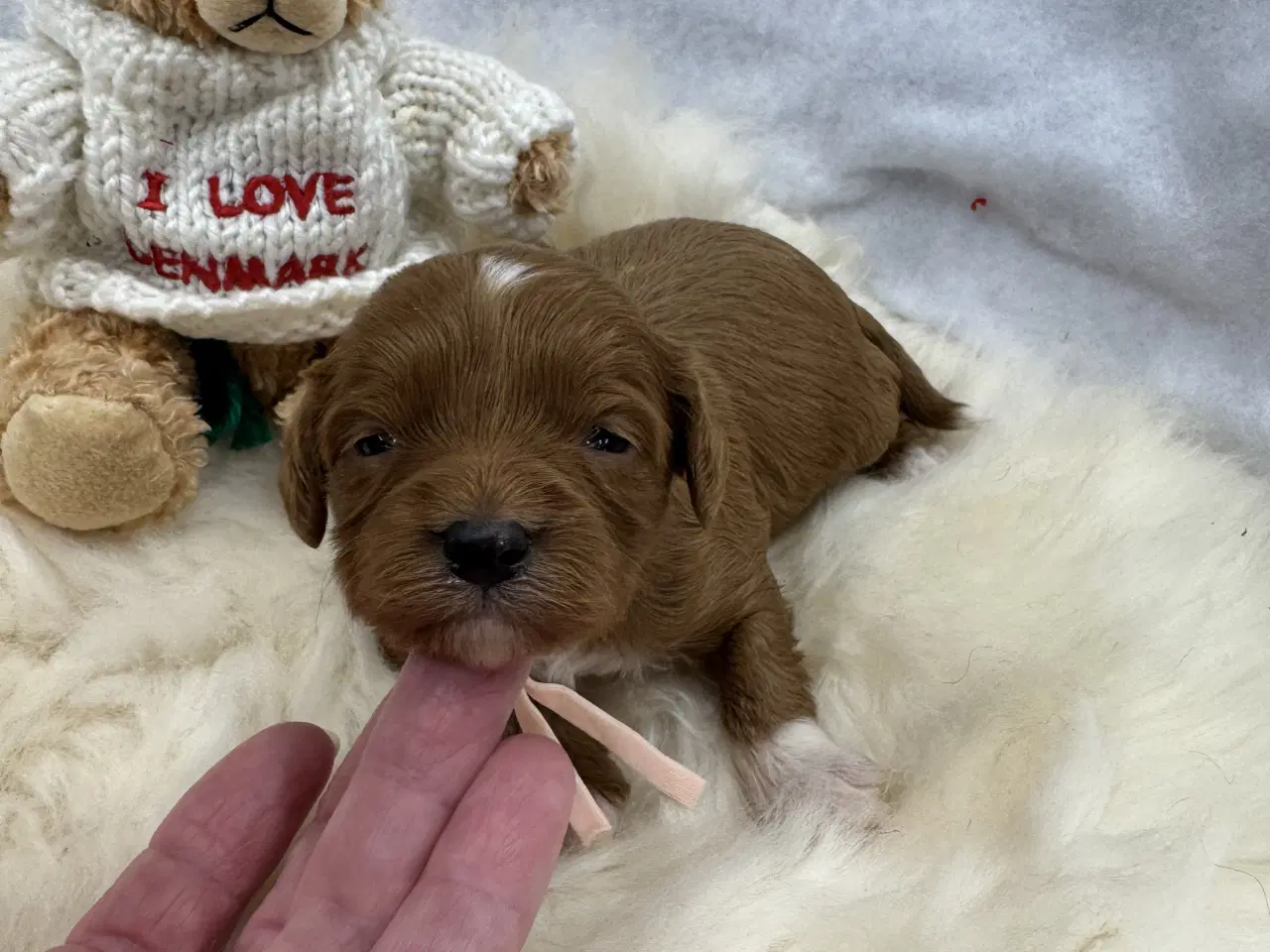 Billede 2 - Skønne Cavapoo hvalpe i det nye år 🎉