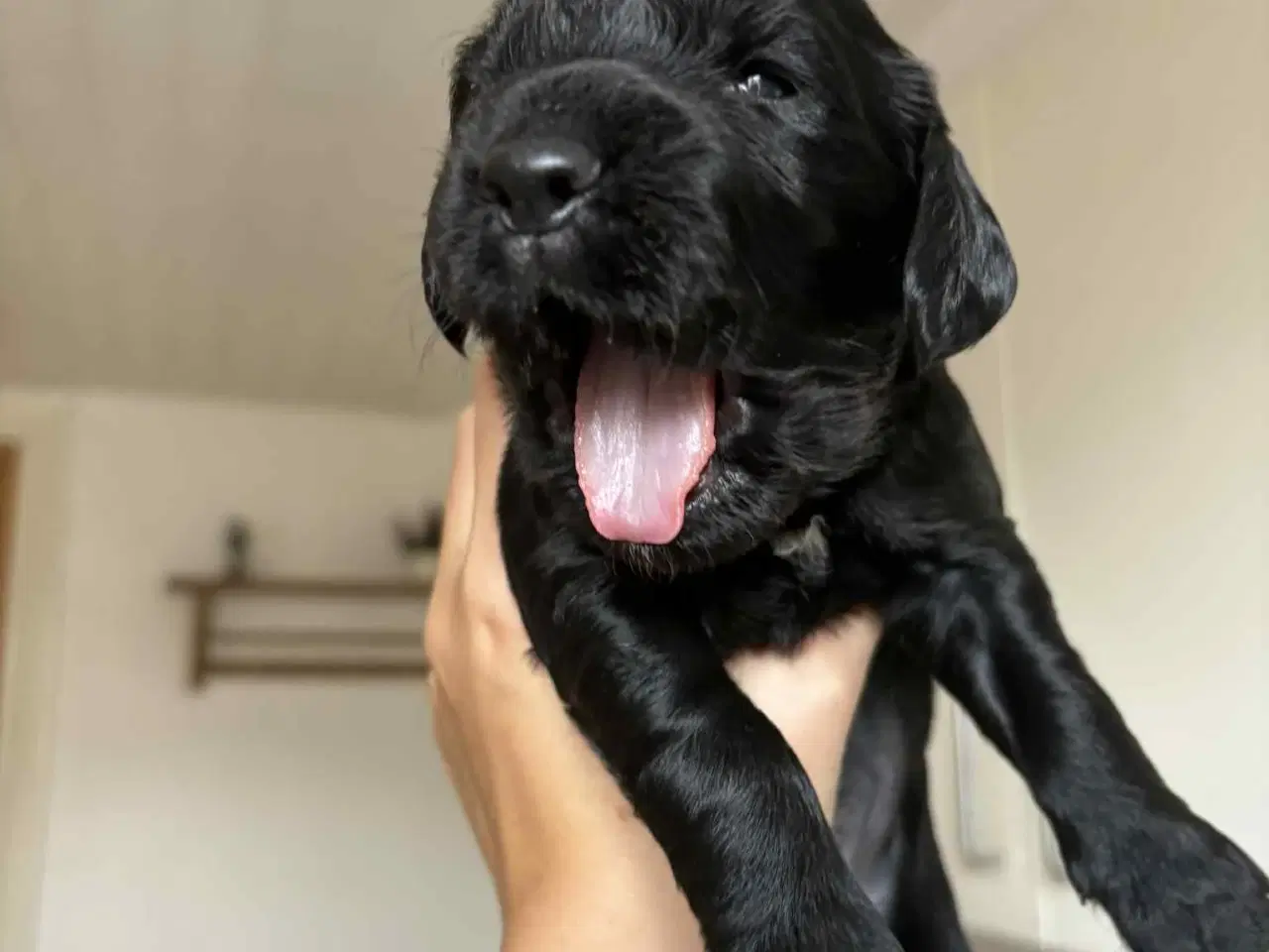 Billede 7 - Ft. Cocker spaniel hvalpe