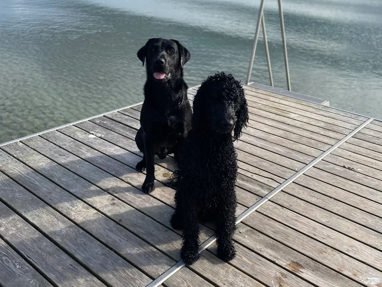 Billede 1 - Goldendoodle hvalp 8 mdr.