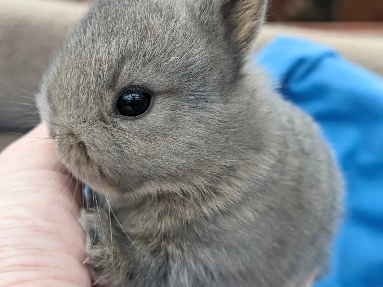 Billede 2 - Hermelin kaninunge