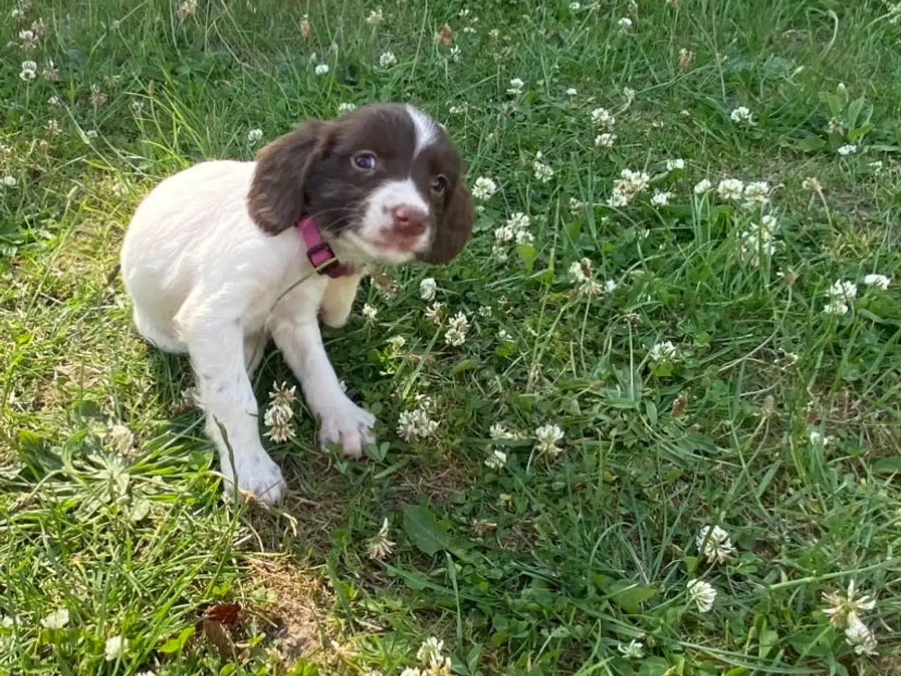Billede 3 - Tre super søde FT springer spaniel 