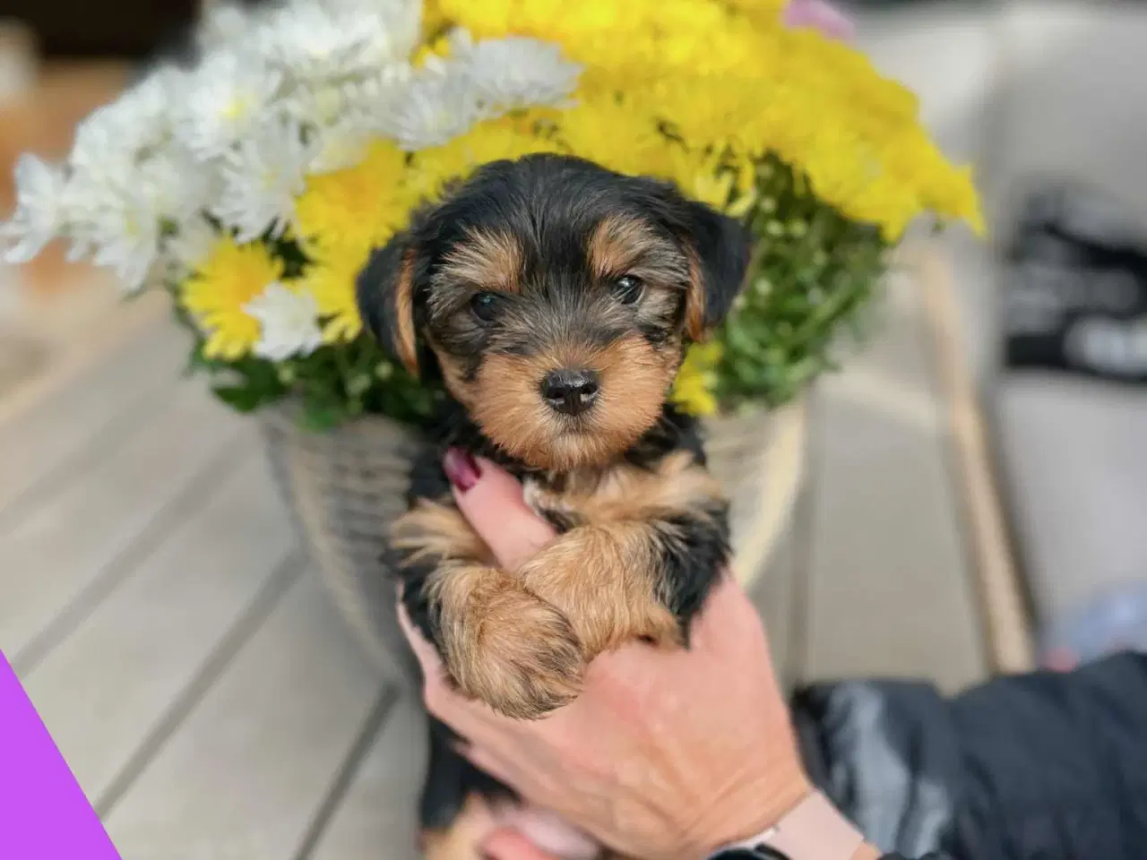 Billede 7 - 🐶💙💙💙💙❤️🐶 01.09.2025