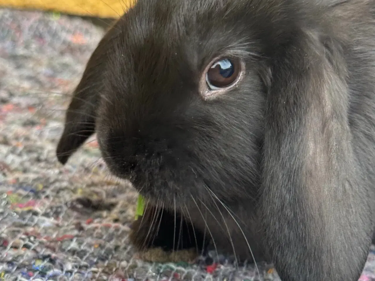 Billede 11 - Han Dværgvædder unge sælges 