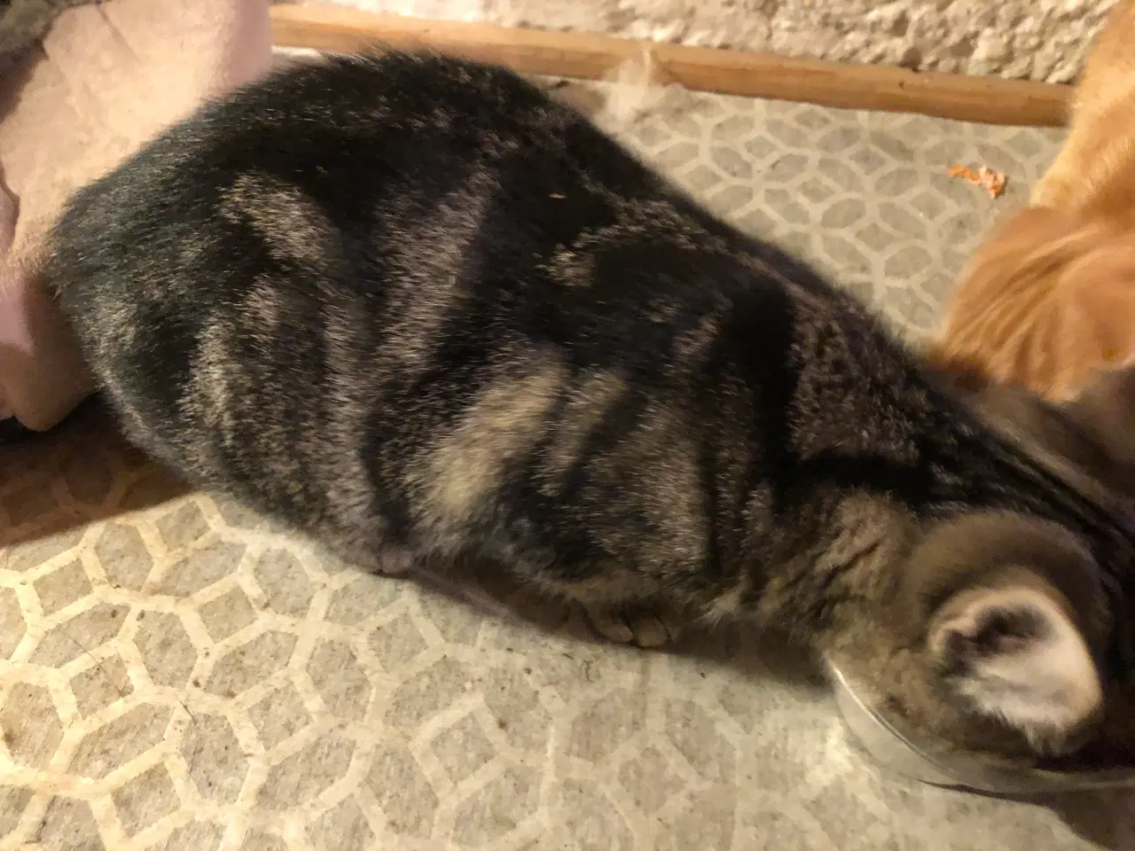 Billede 2 - Killinger søger nye hjem