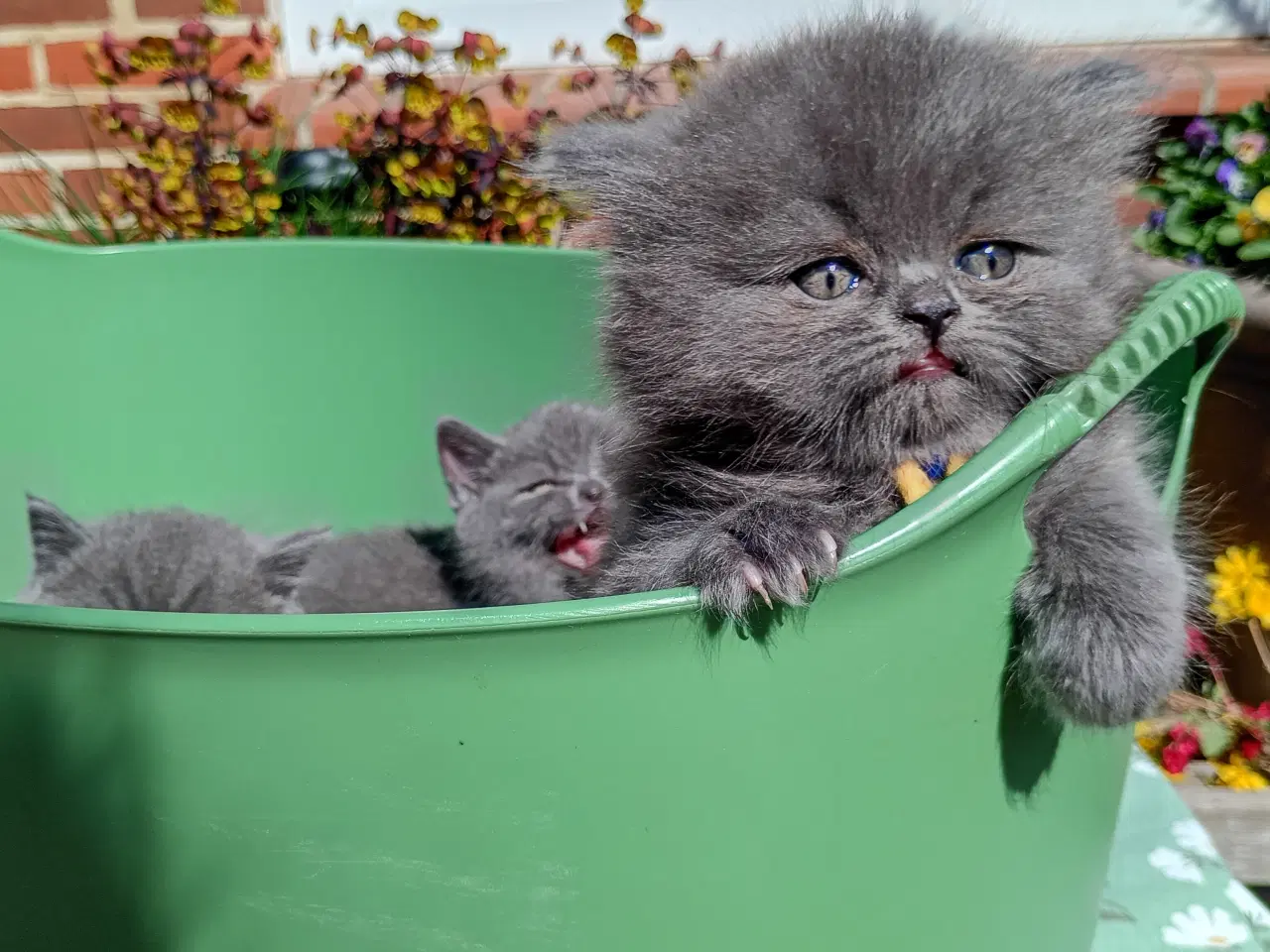 Billede 1 - British Longhair dreng