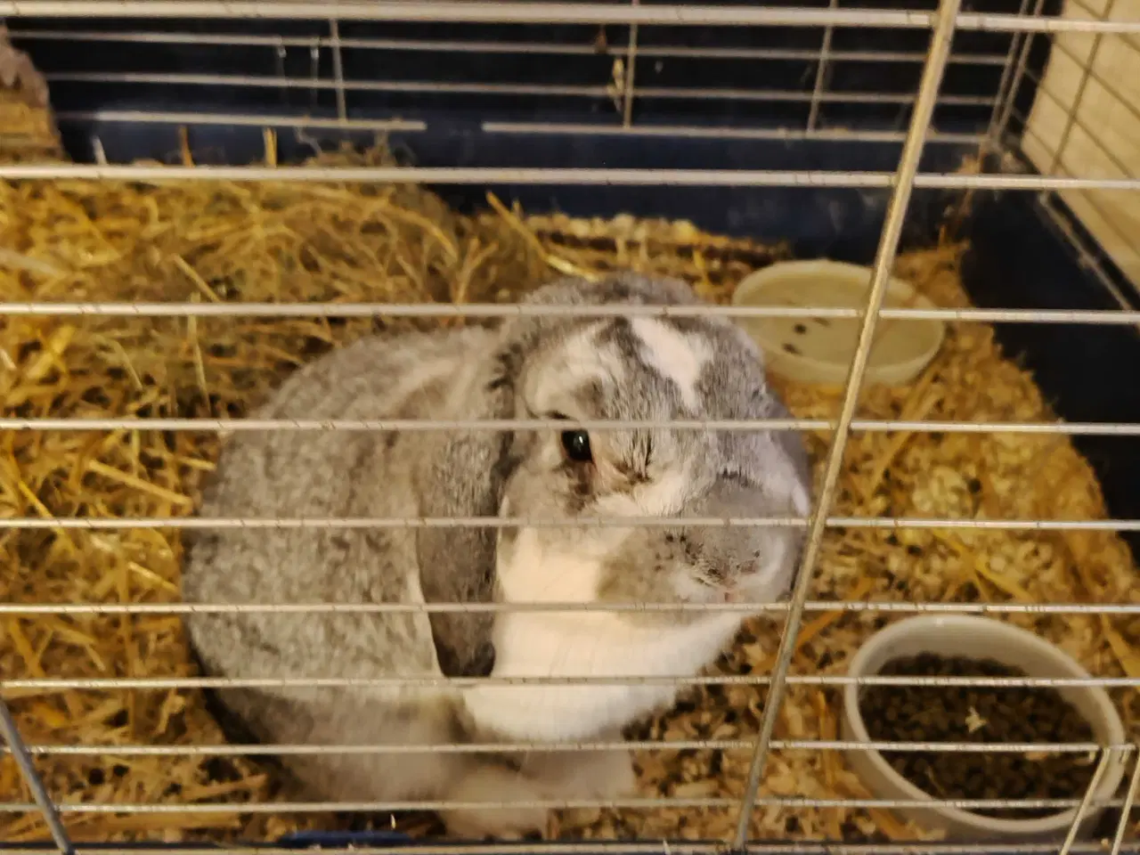 Billede 3 - Sød dværg vædder + tilbehør 