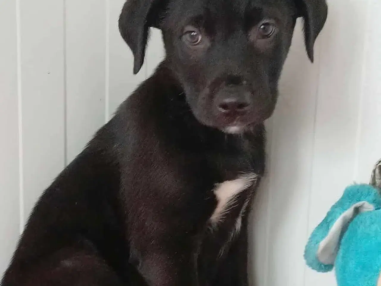 Billede 6 - Lille Axel søger familie