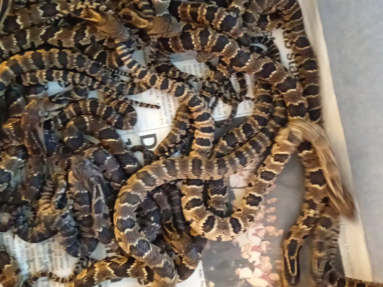 Billede 3 - Falske Vandkobra (hydrodynastes Gigas)