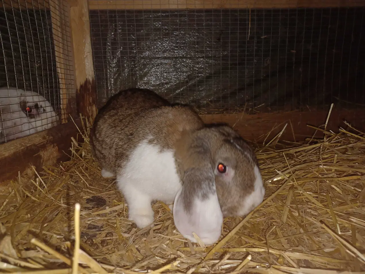 Billede 1 - Fransk vædder hun 