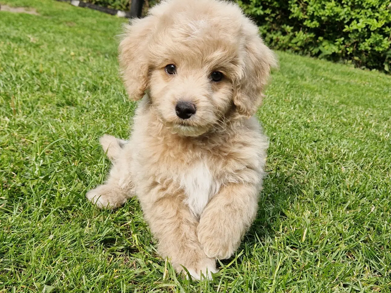 Billede 15 - Havapoo Bamser Puddel & Bichon Havanais