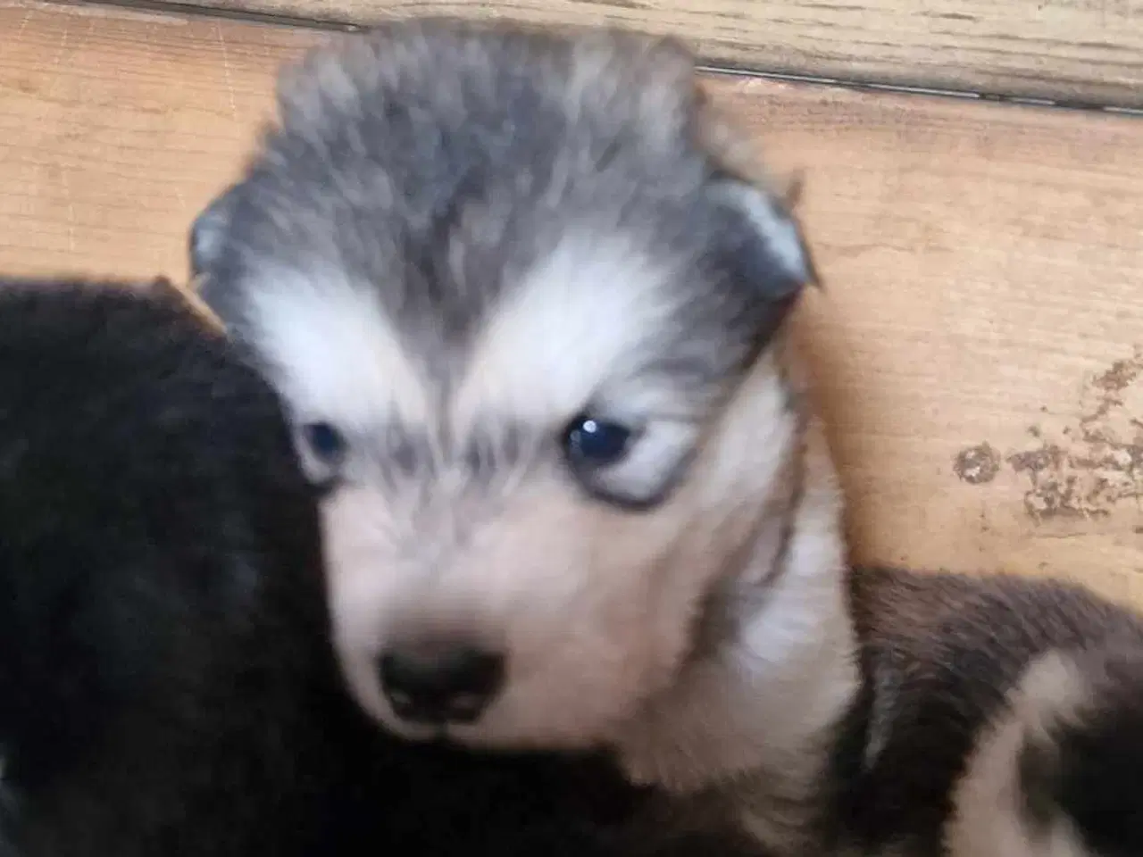 Billede 2 - Alaskan Malamute hvalpe til salg –smukke og sunde!