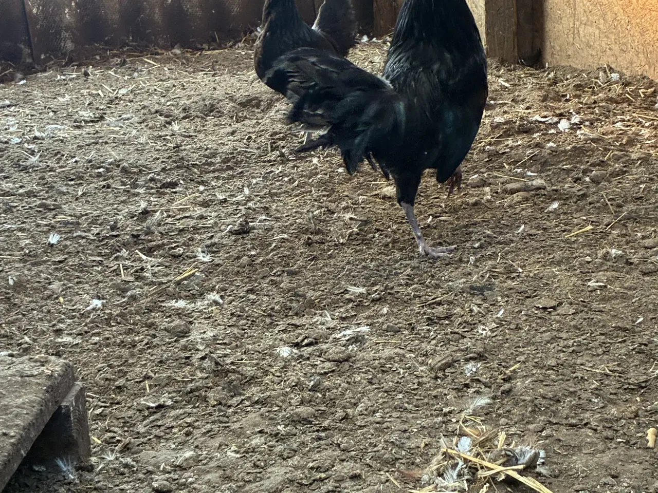 Billede 5 - Danske landhøns 