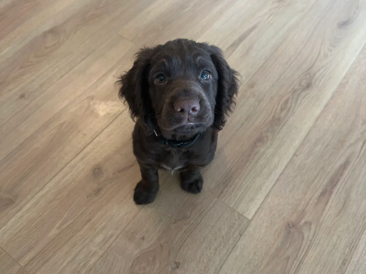 Billede 3 - Cocker spaniel FT