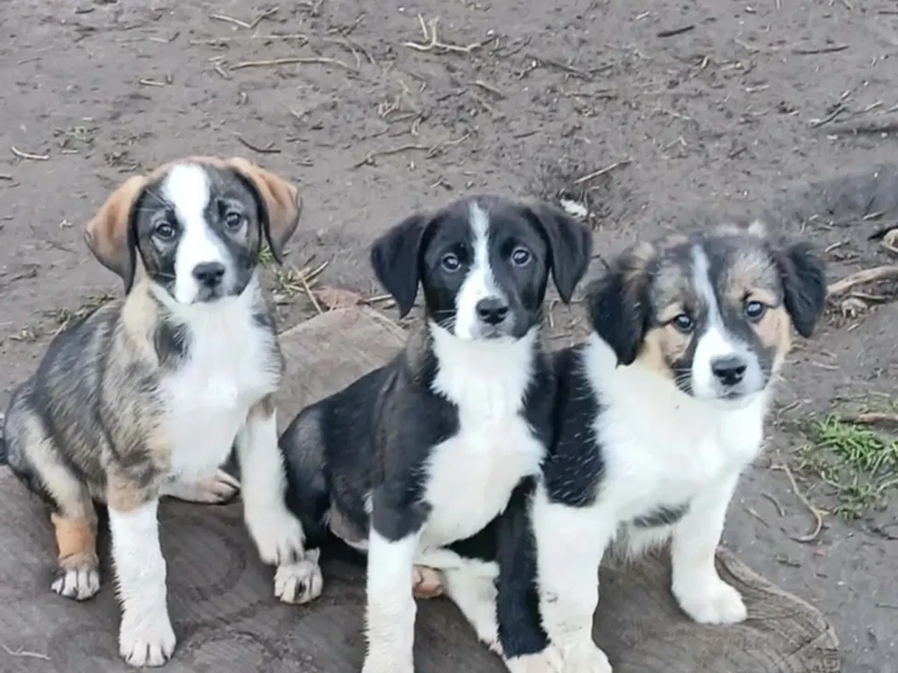 Billede 7 - Skønne Ada søger sin egen familie
