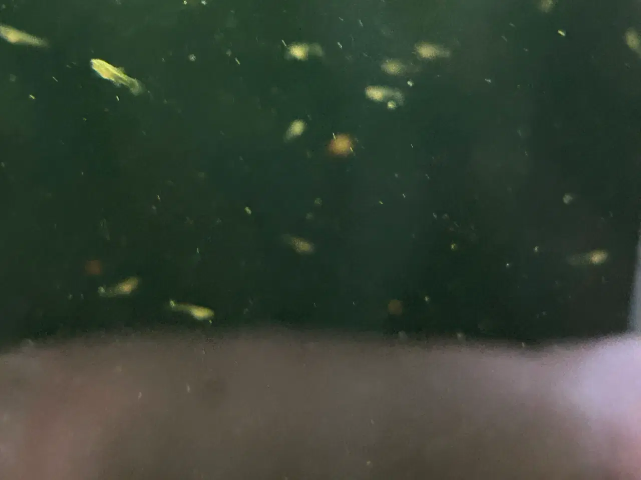 Billede 3 - ❤️🐟 Rednose Dumbo Guppy – Smuk Kontrast (unger)