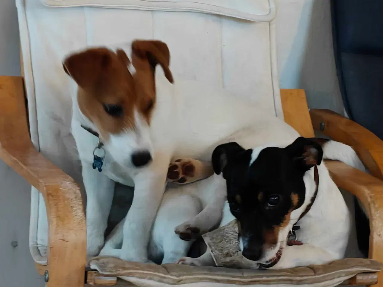 Billede 10 - Jack Russell Terrier Han