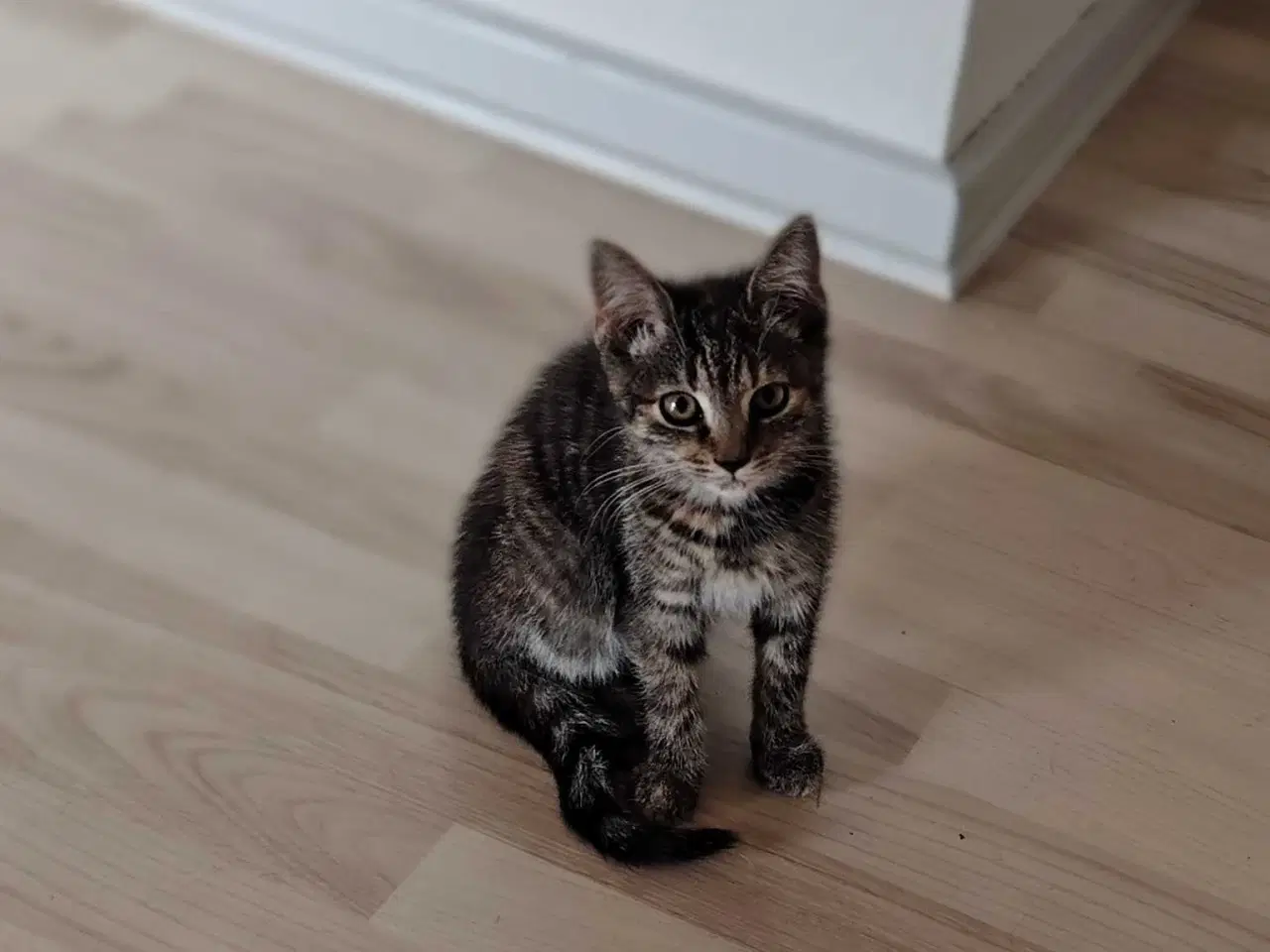 Billede 3 - Maine Coon Bla. 2 Hun-Killinger🐈