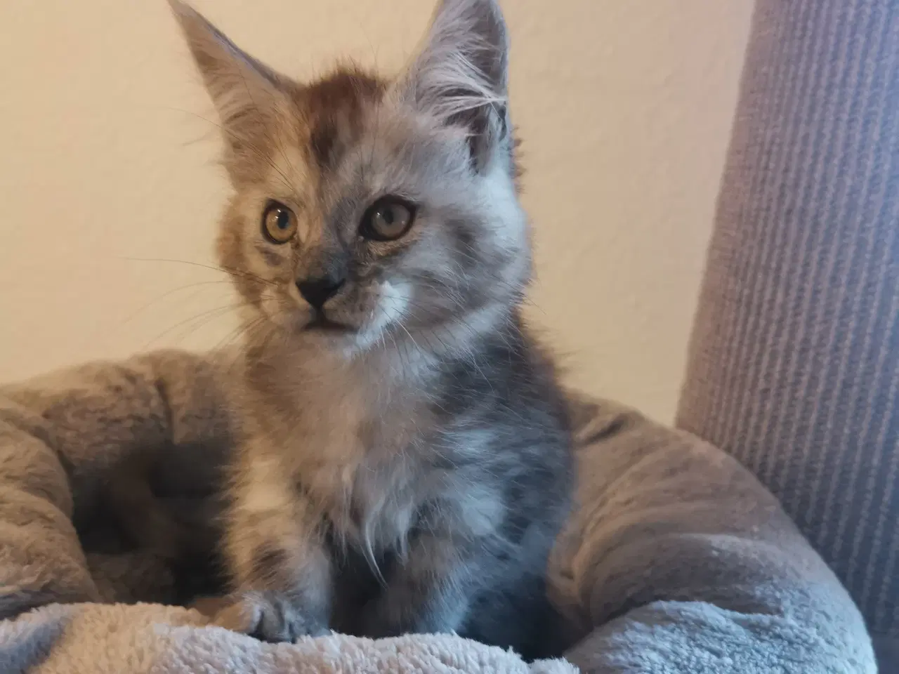 Billede 4 - Mainecoon dreng 