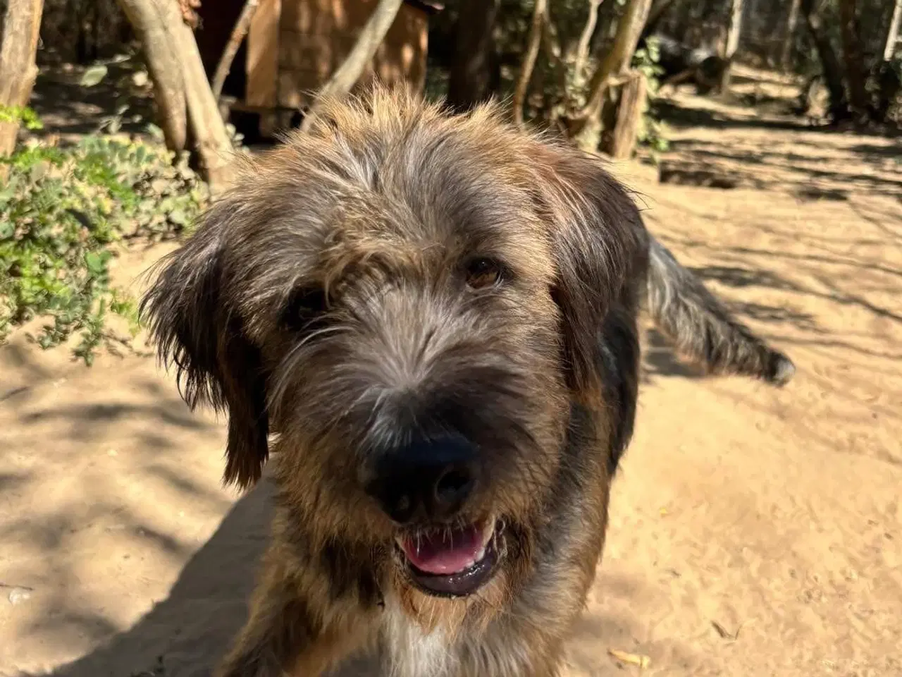 Billede 8 - Sødeste milde j.bieber søger et hjem